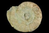 Ammonite (Orthosphinctes) Fossil - Germany #125620-1